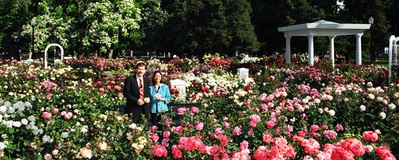 World Peace Rose Garden Sacramento Localwiki